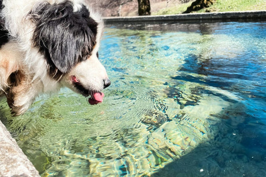 combien de temps un chien peut rester sans boire