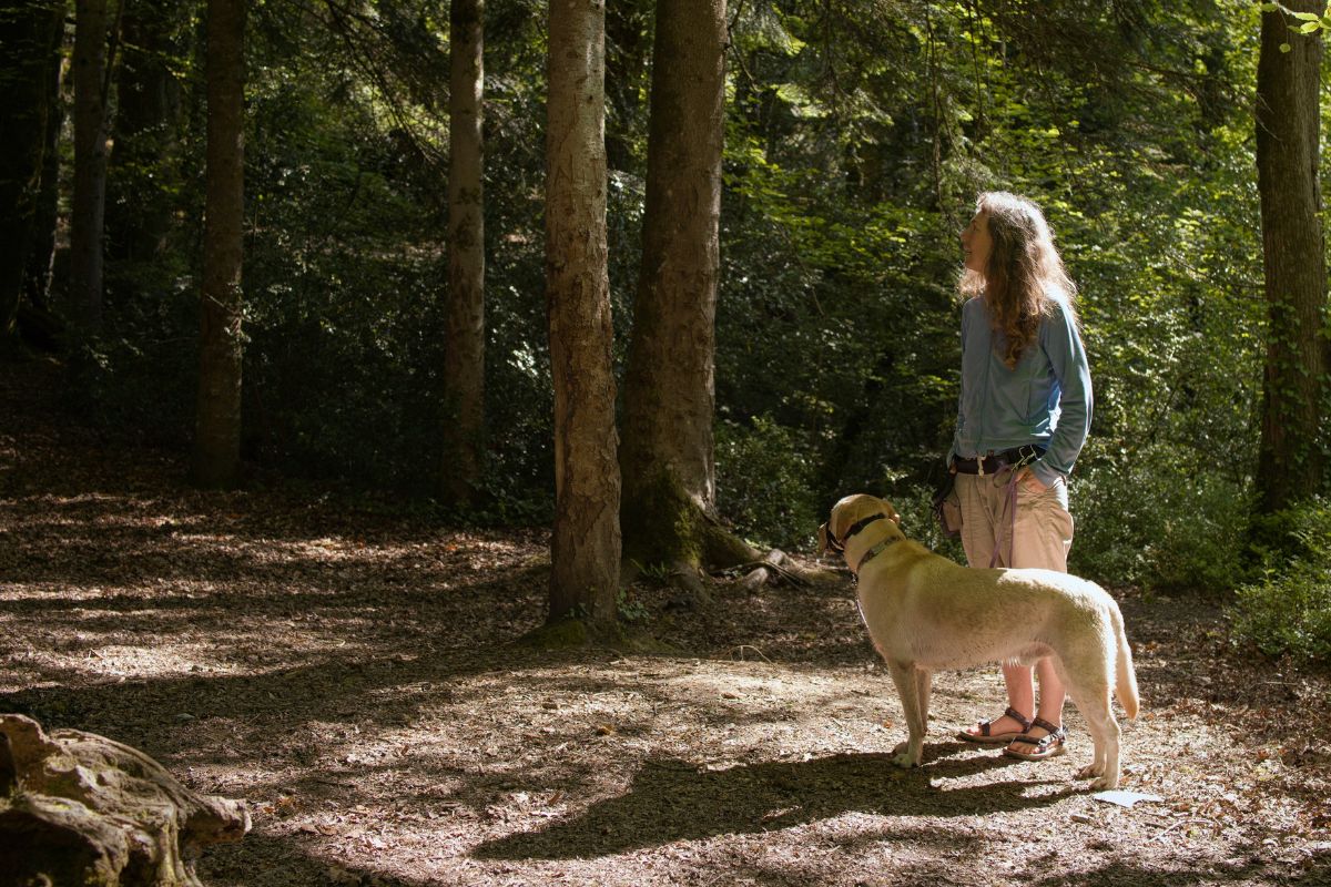 comment devenir pet sitter