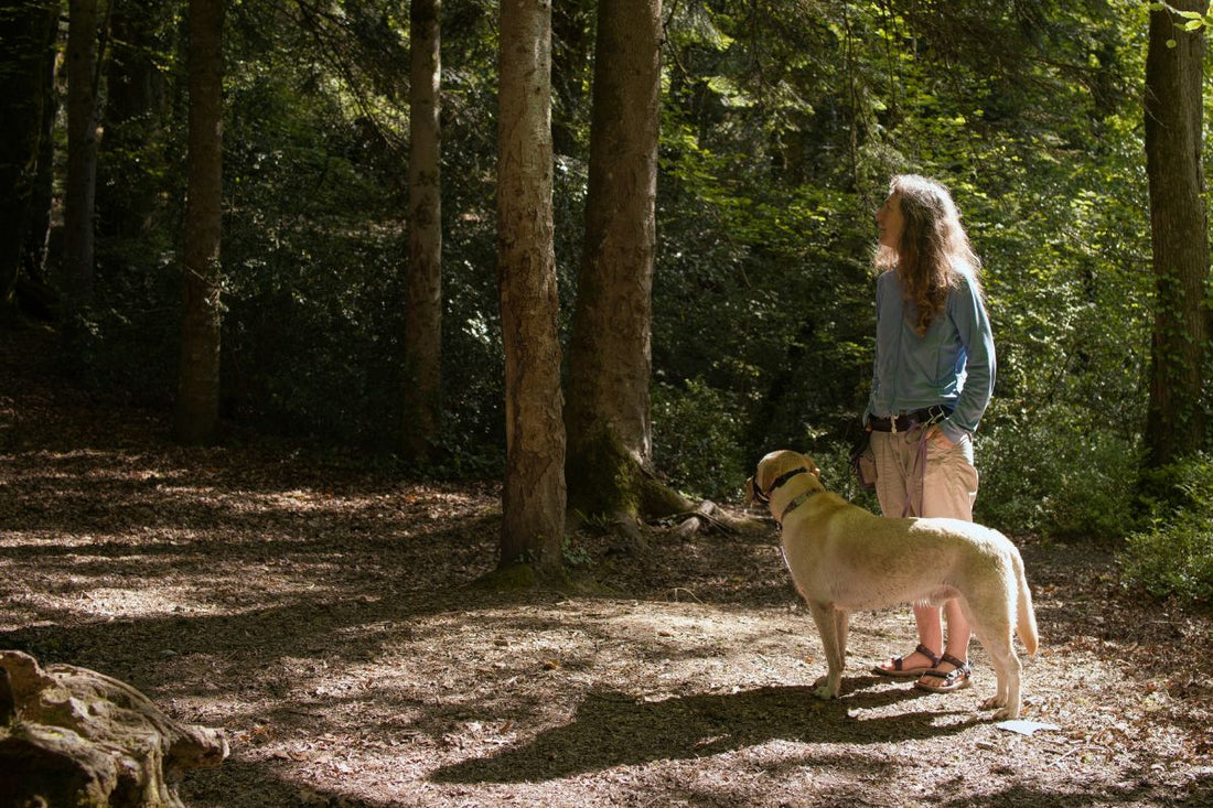 comment devenir pet sitter