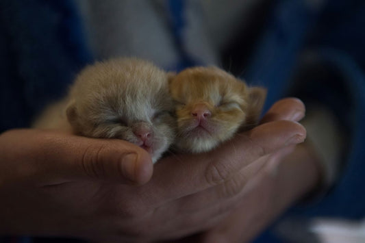 combien de gramme de croquette pour un chaton