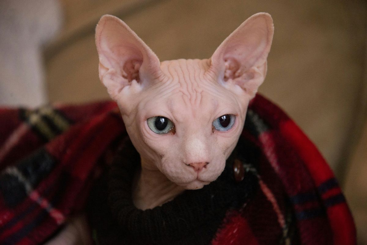 chat sans poil prix