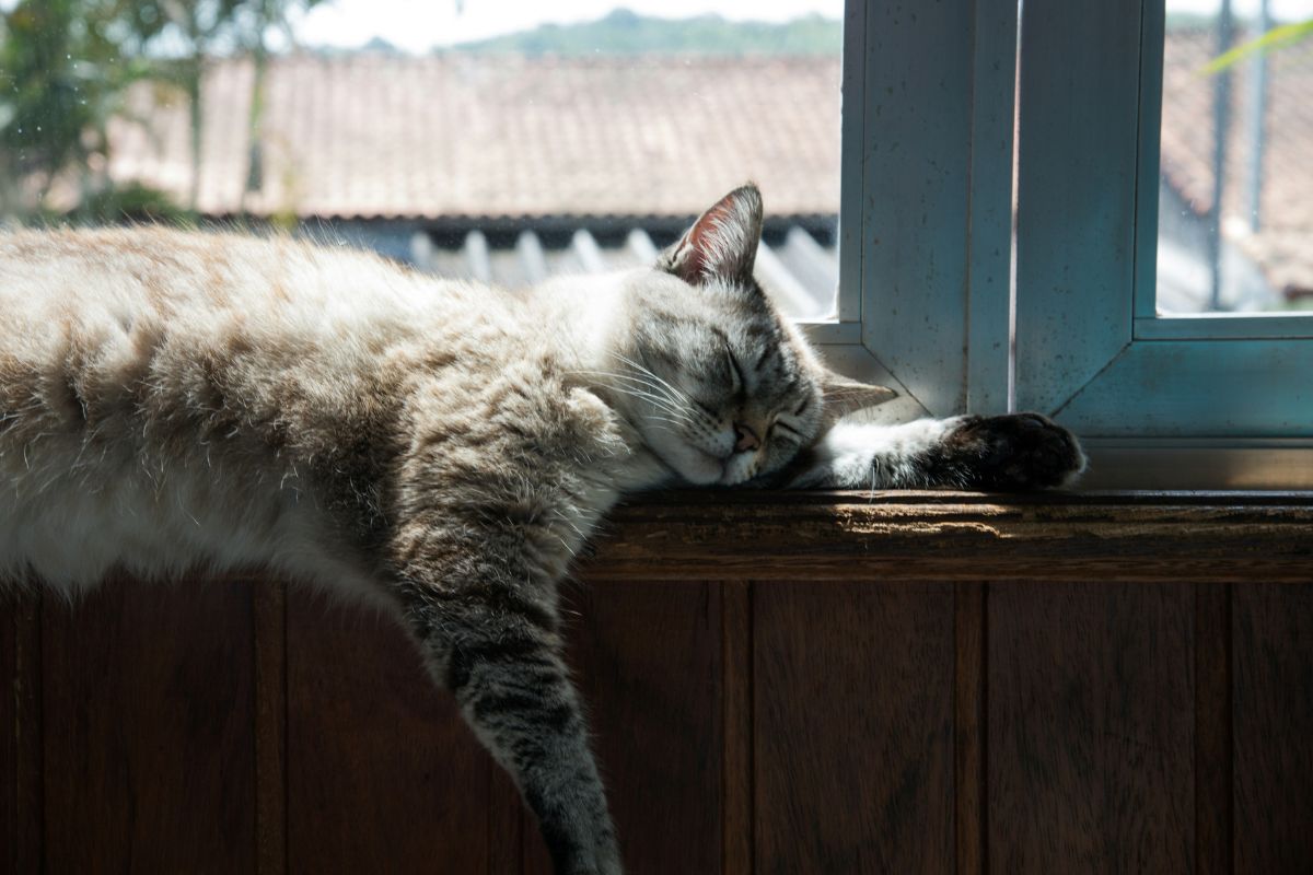 où acheter un chat à Paris