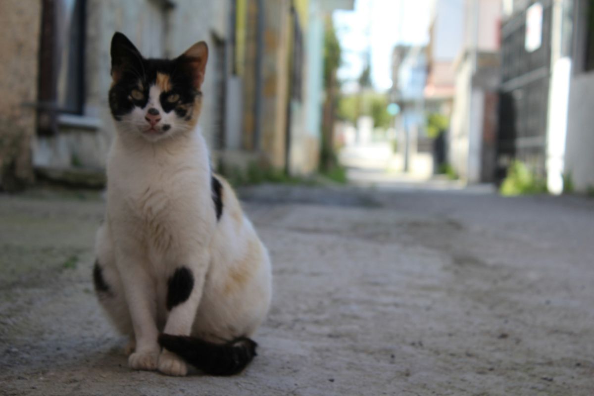 combien de temps vie un chat de gouttière