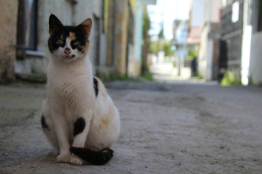 combien de temps vie un chat de gouttière