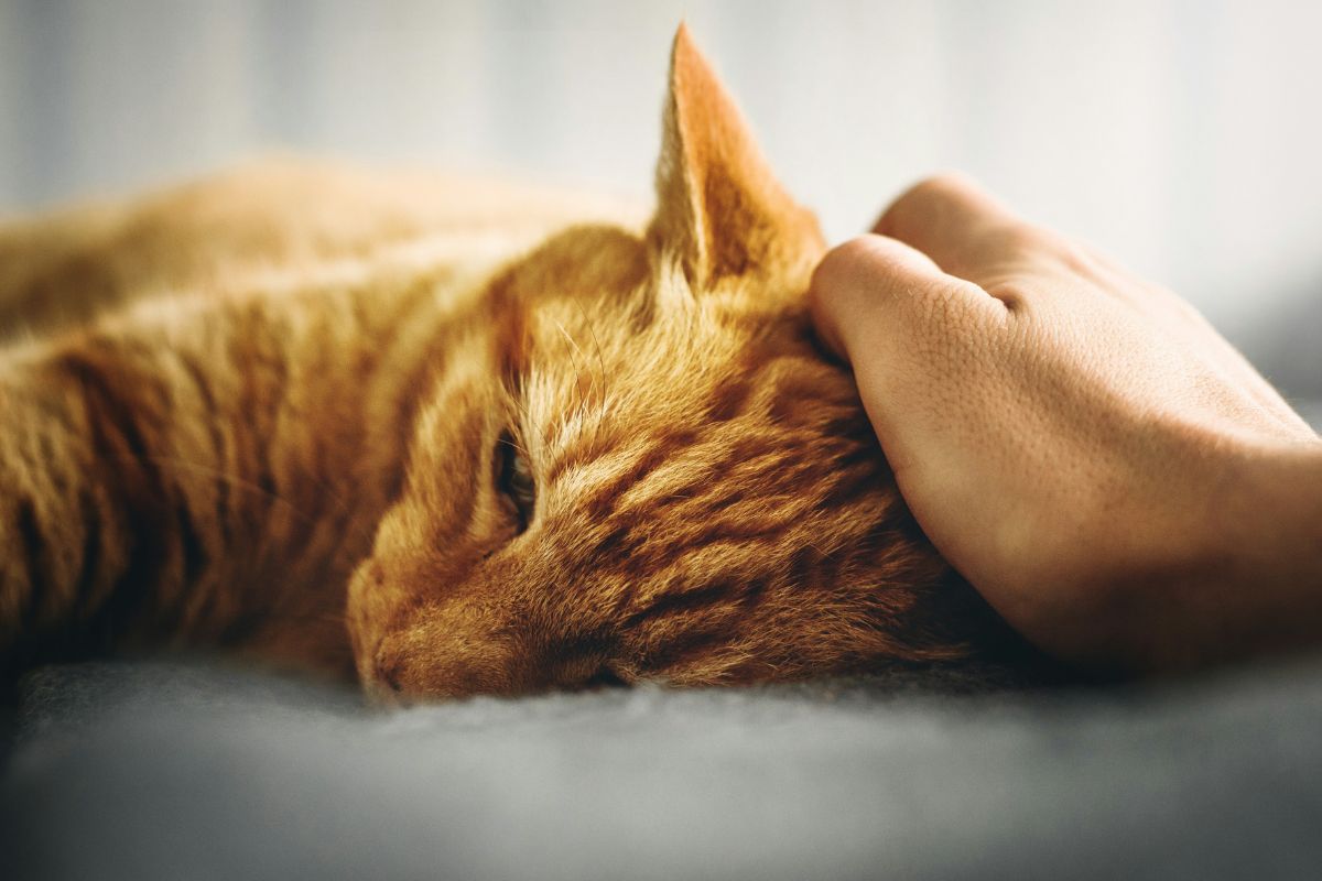 comment savoir si mon chat a de la fievre