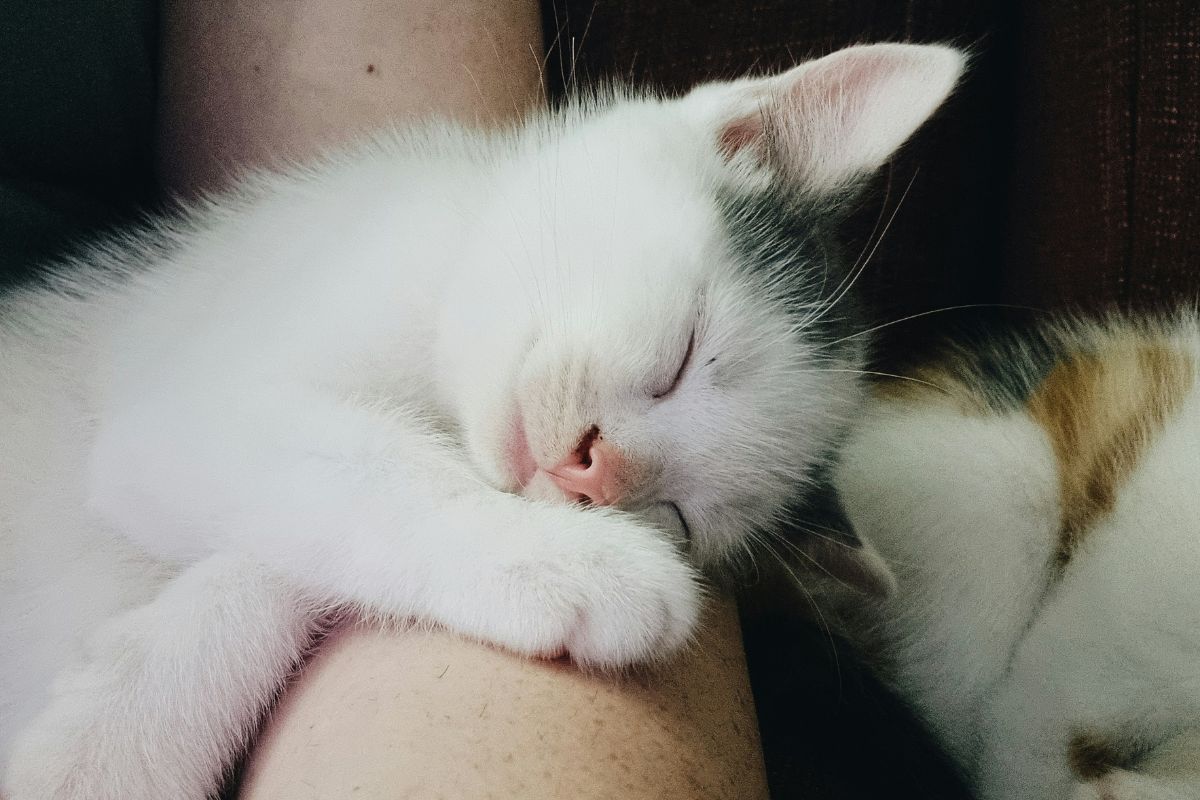 pourquoi mon chat dort sur moi