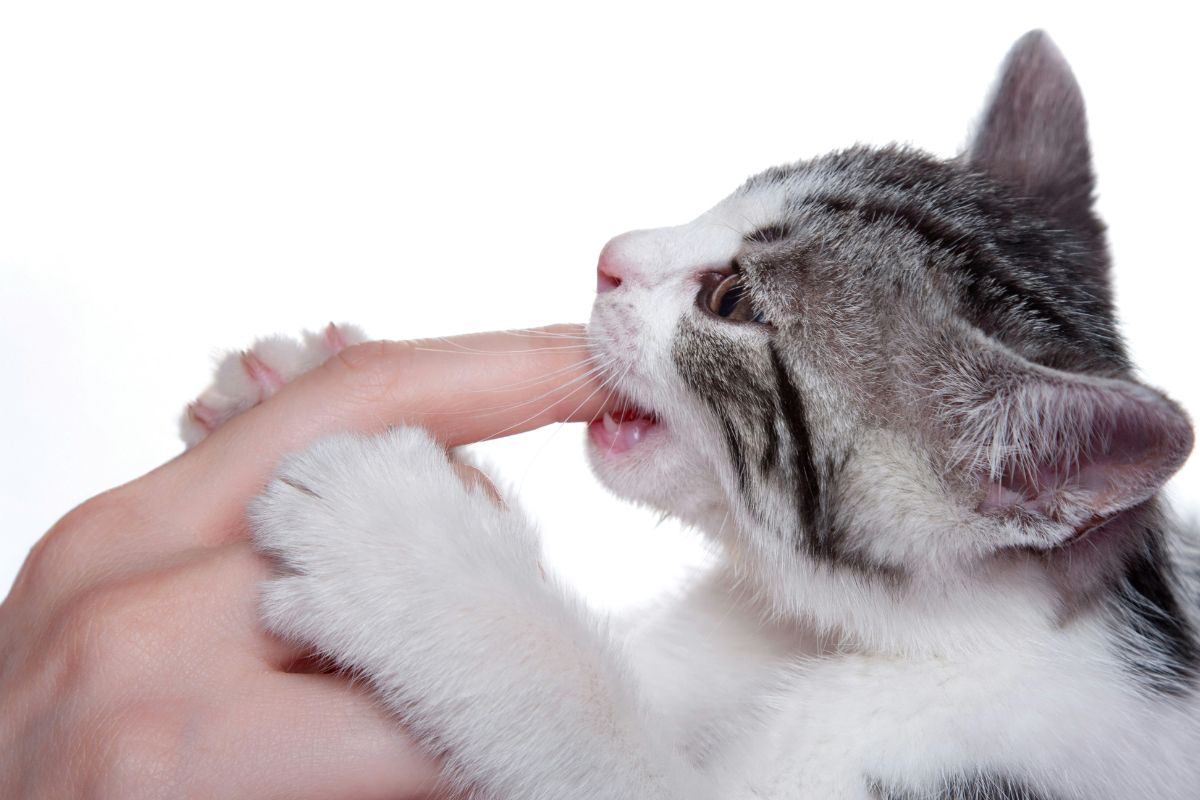 pourquoi mon chat me mordille puis me lèche