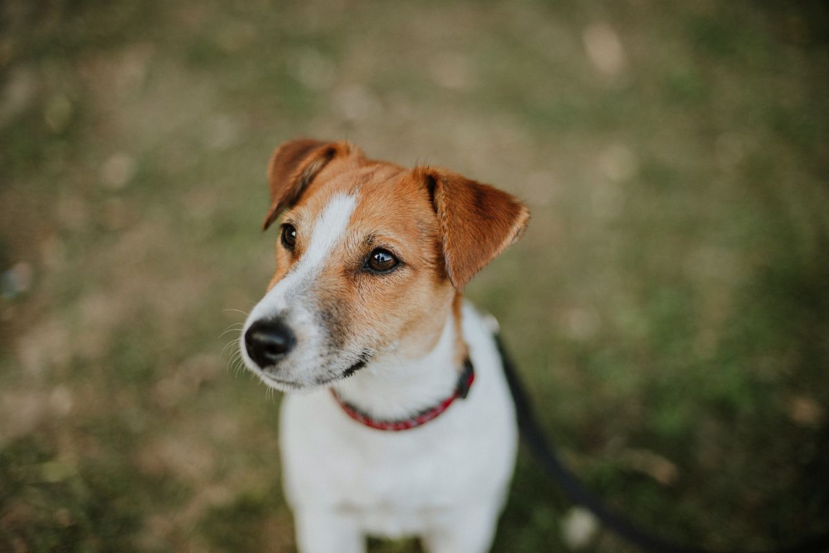 combien de km peut marcher un jack russel