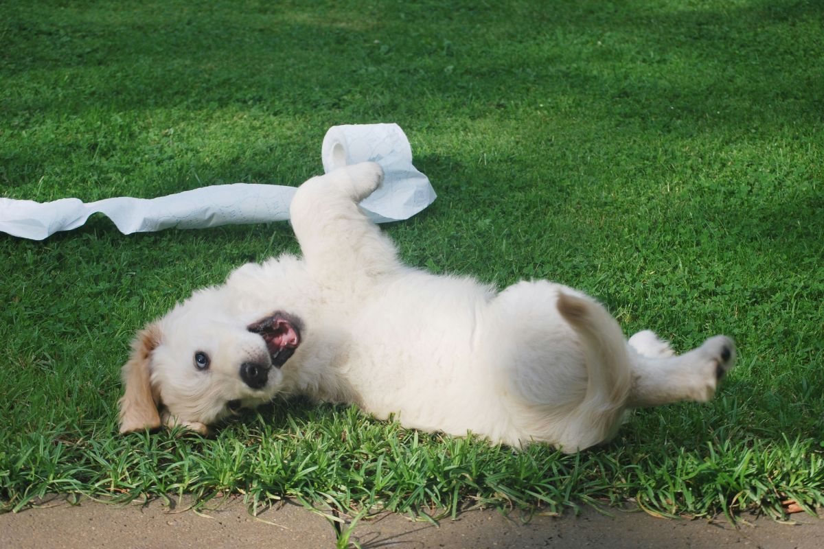 combien de temps après manger un chien fait ses besoins