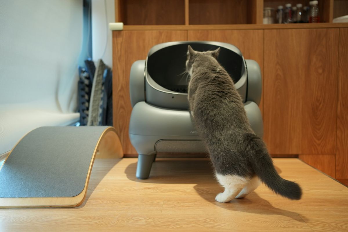 combien de fois un chat fait pipi par jour