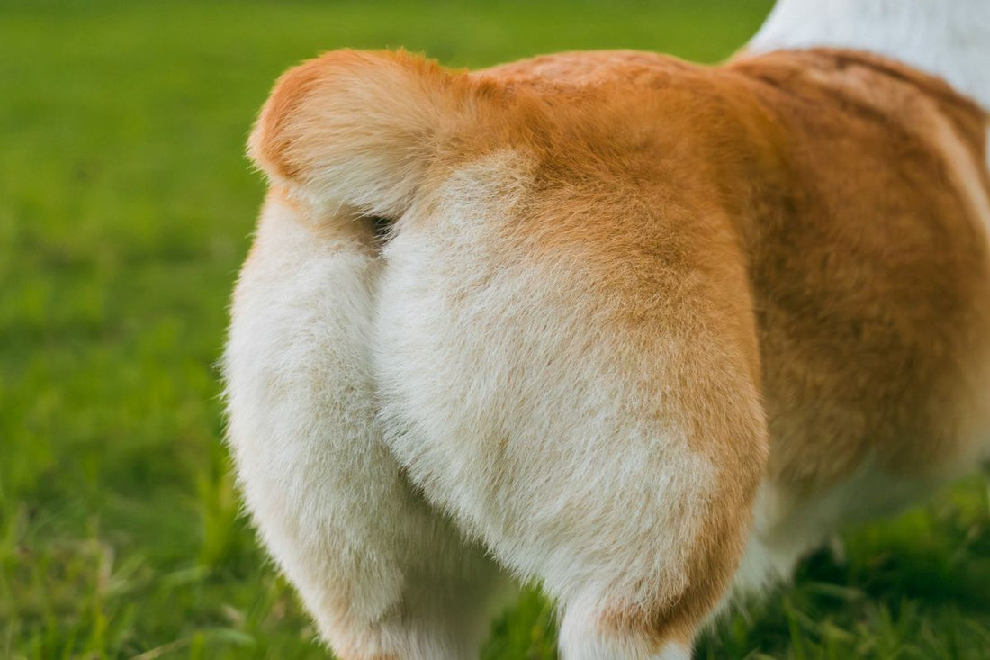 pourquoi mon chien adulte fait pipi dans la maison