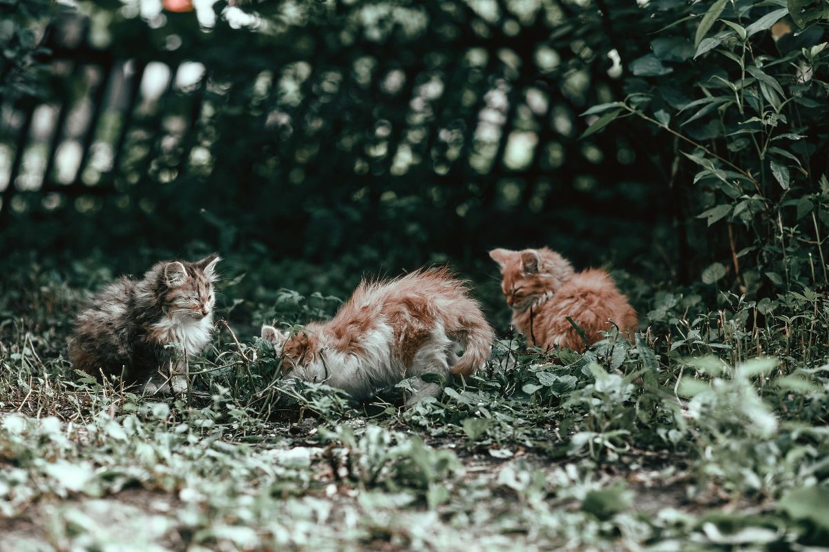 comment attirer un chaton