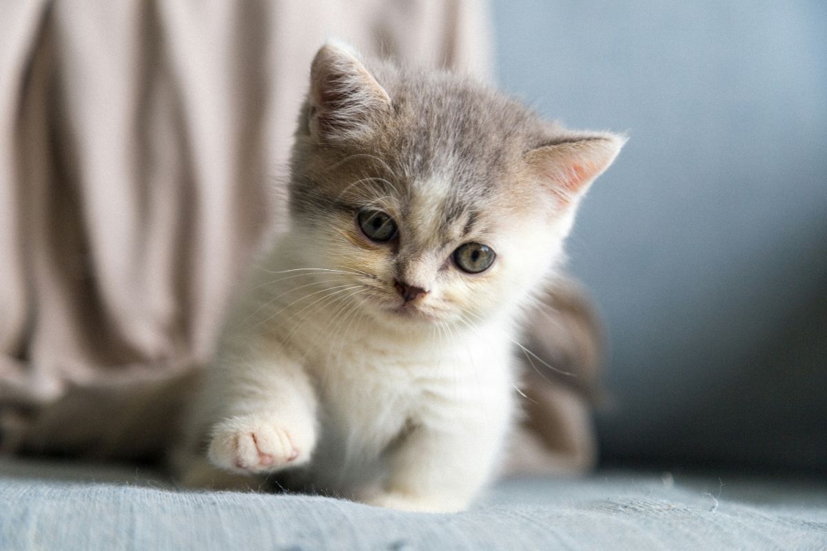 comment apprivoiser un chaton