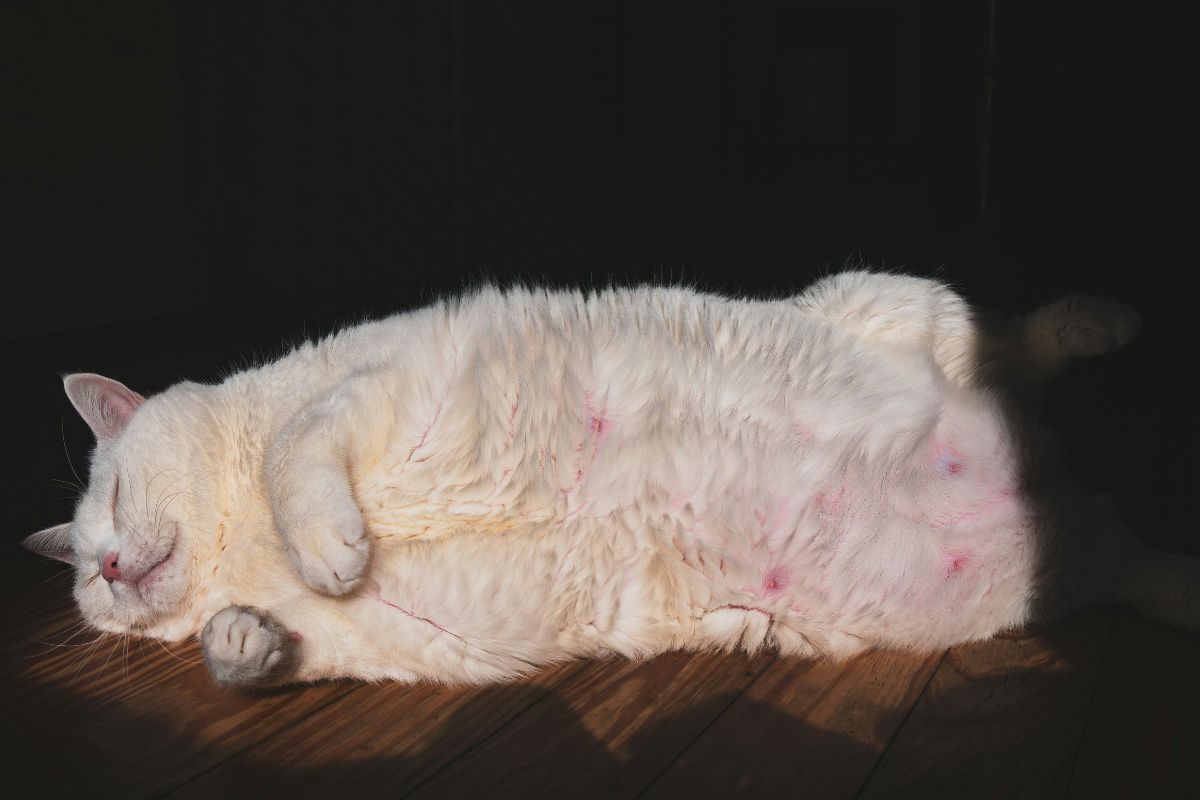 comment savoir si mon chat est enceinte