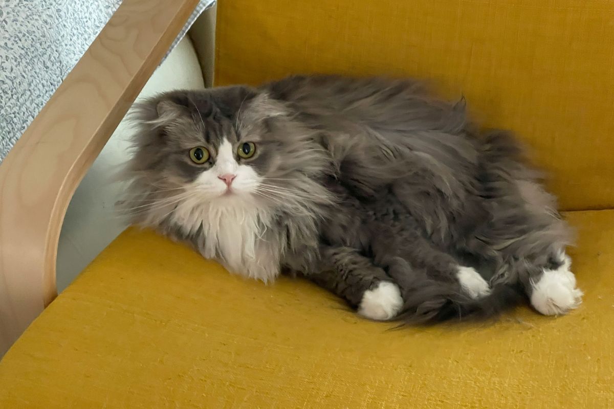 chat norvegien taille
