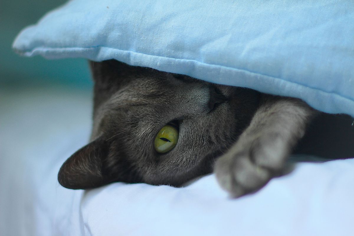 chat russe