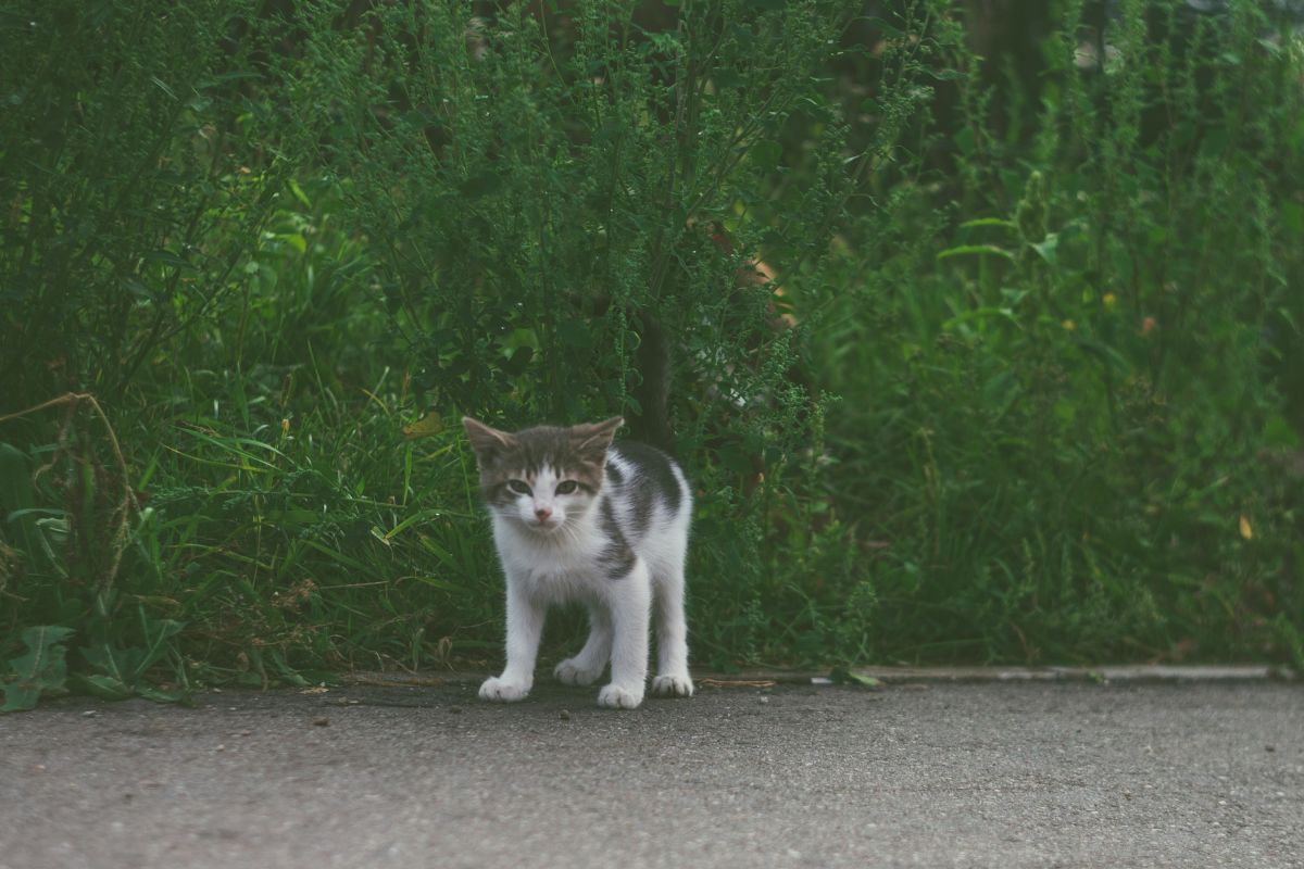 mon chat boite