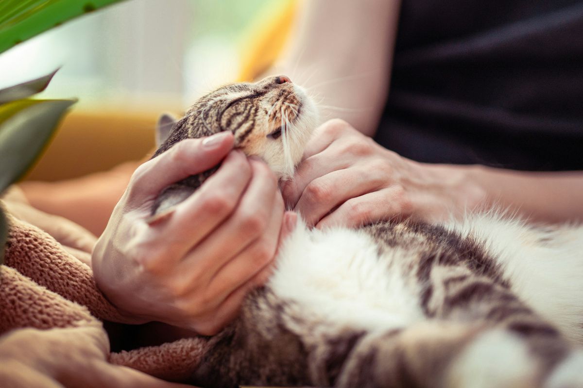 combien de vie à un chat