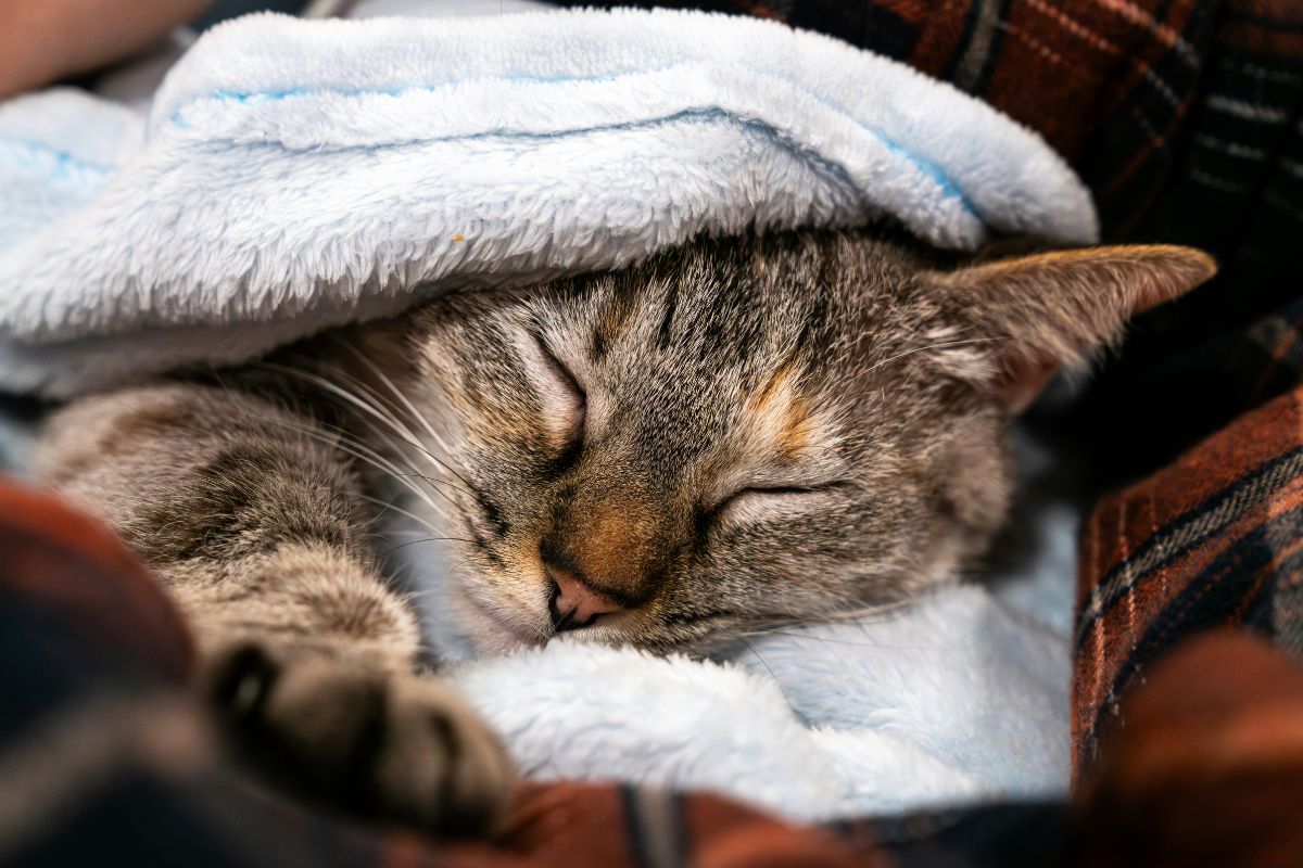 Comment savoir si un chat a de la fièvre : signes et solutions