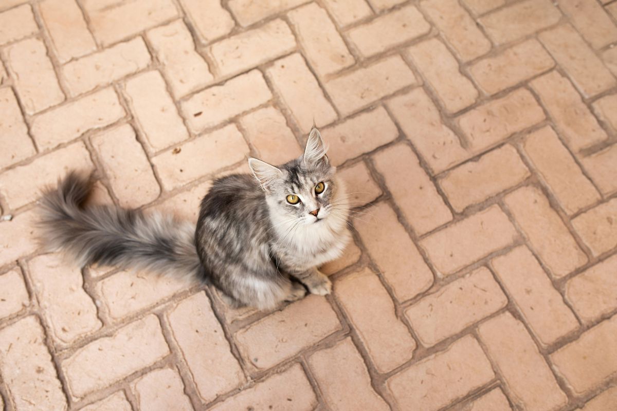 maine coon prix