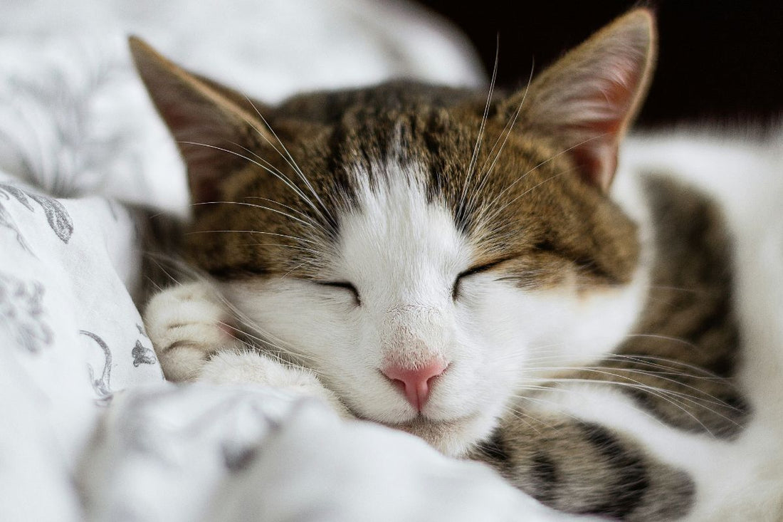 combien de temps dort un chat