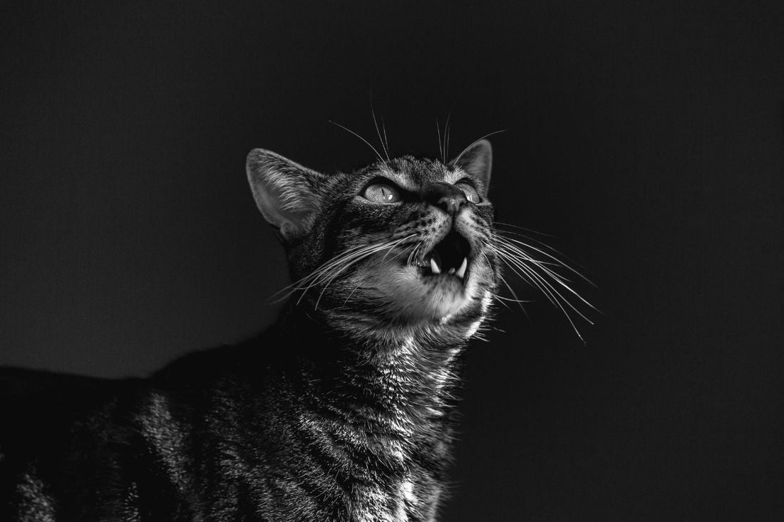 chat qui miaule la nuit solution