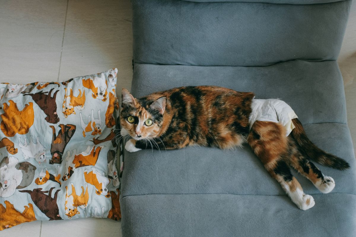 position chat qui souffre