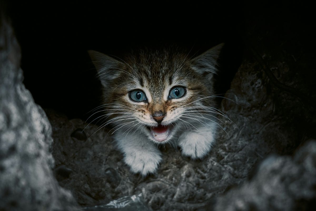 chaton qui pleure la nuit