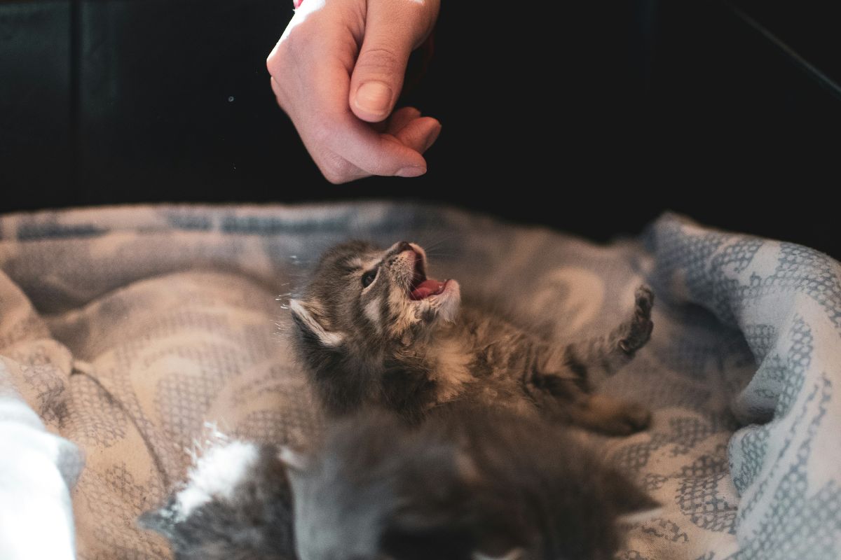 pourquoi mon chaton m'attaque