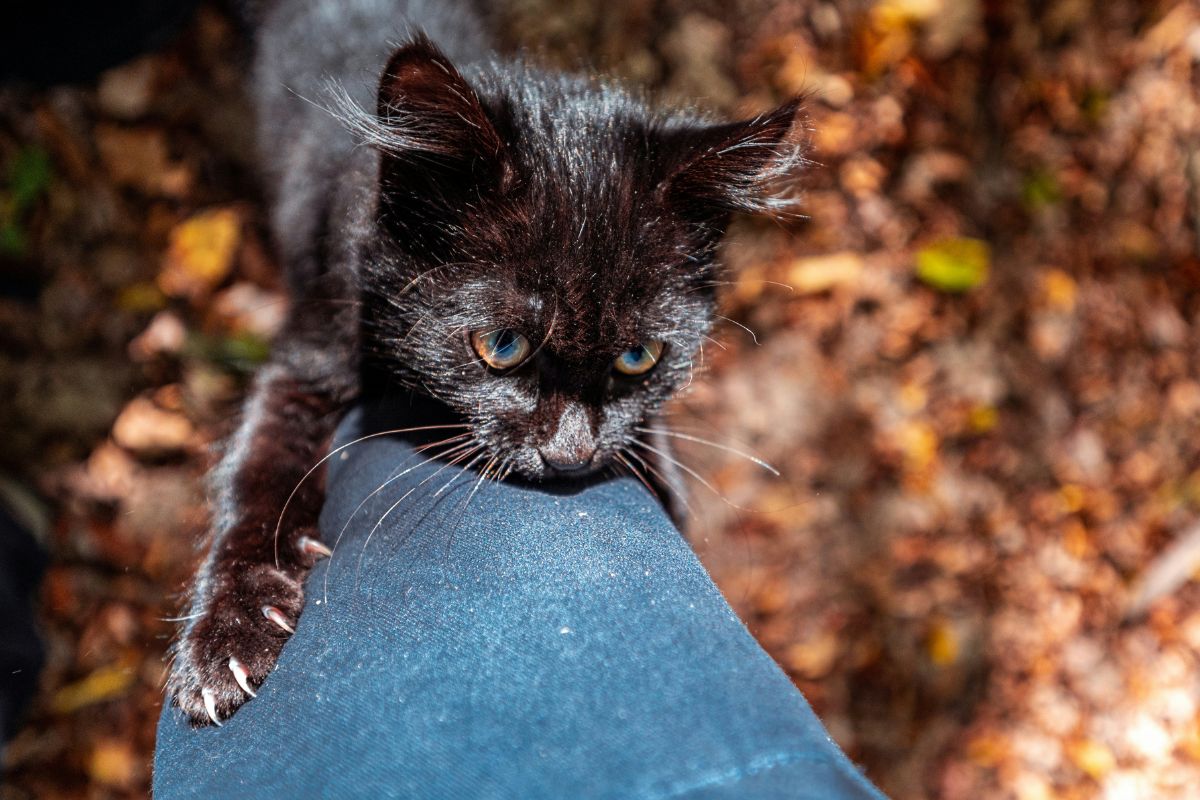 chaton qui attaque les pieds