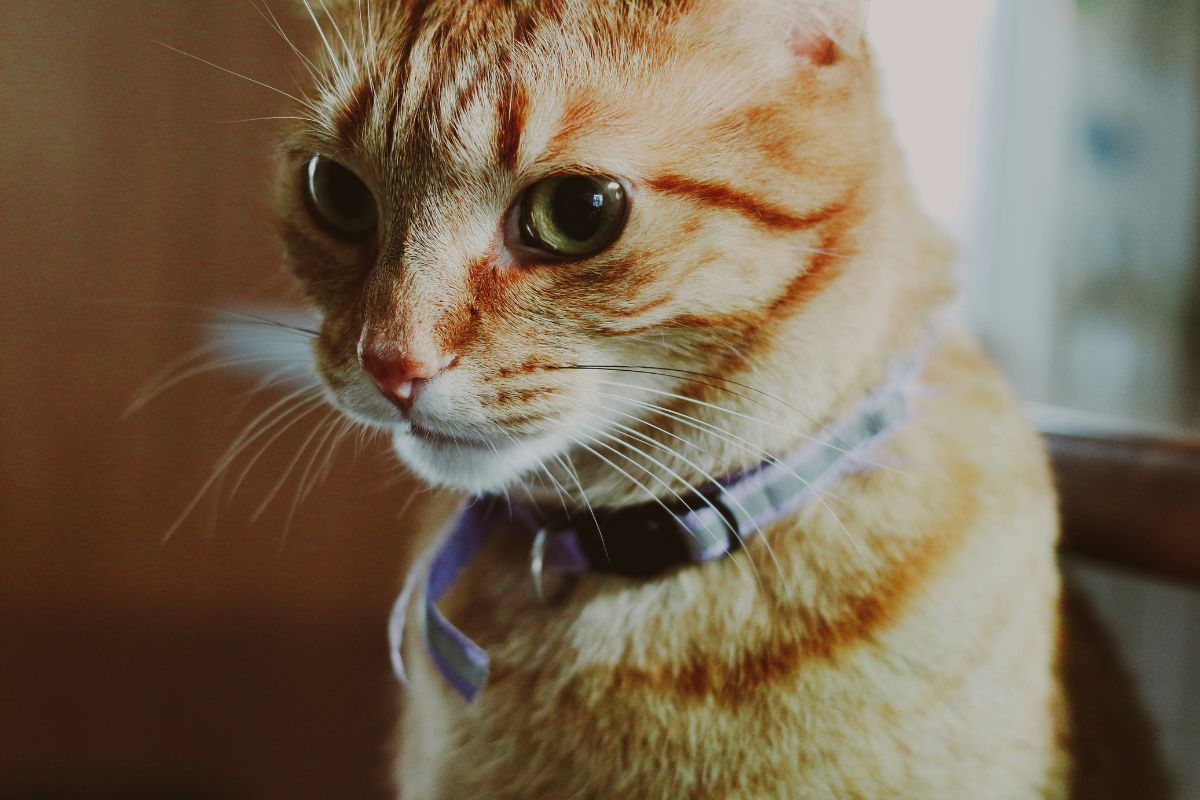 collier chat anti étranglement
