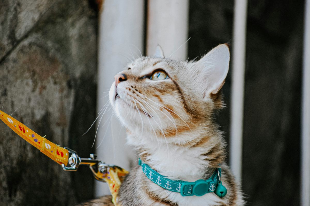 collier chat securisé