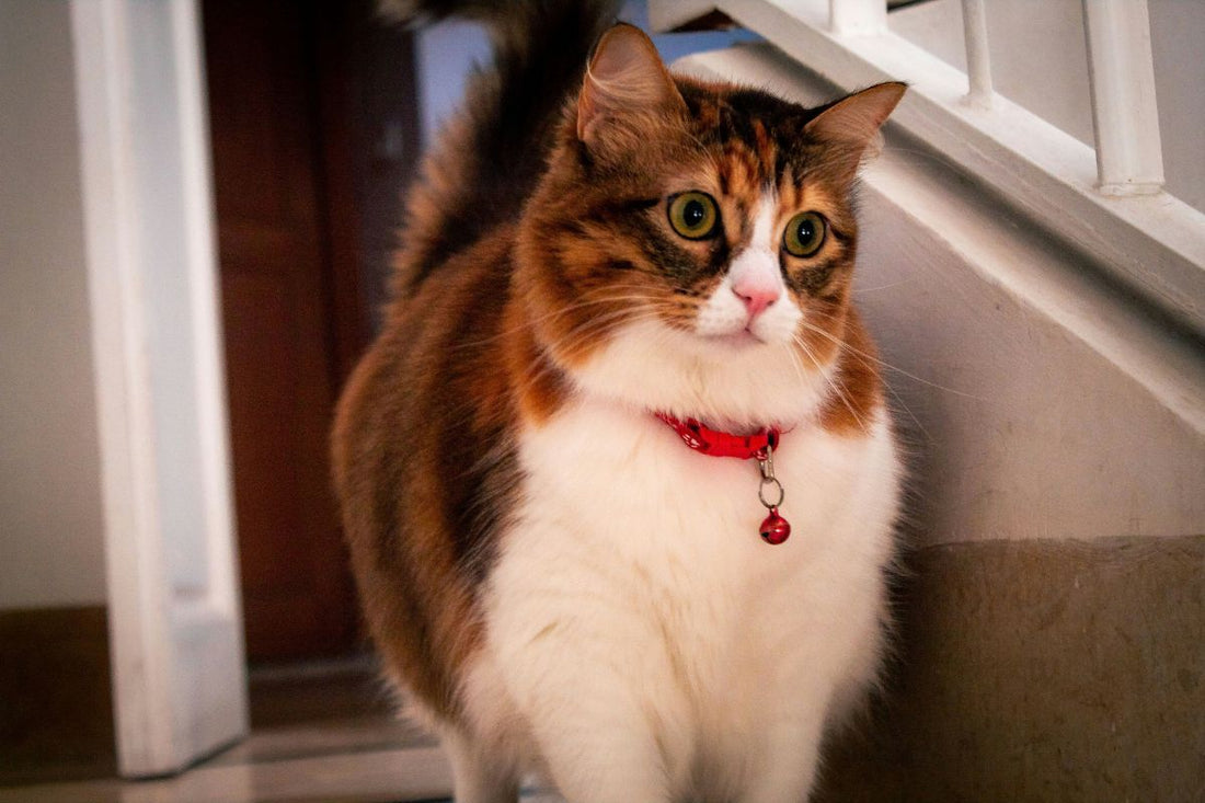 collier pour chat