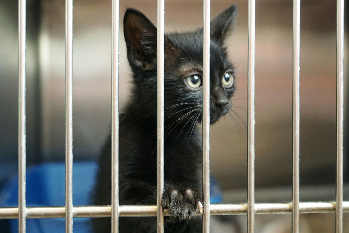 adopter un chat