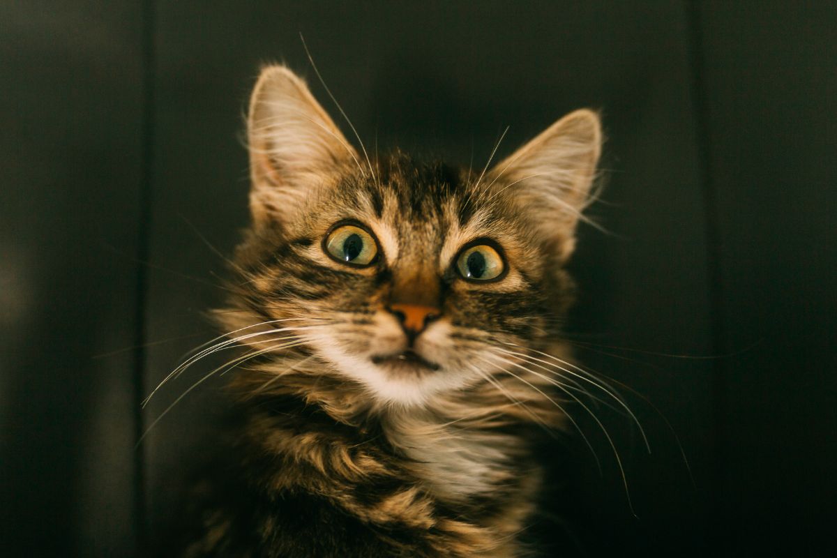 chat de gouttière