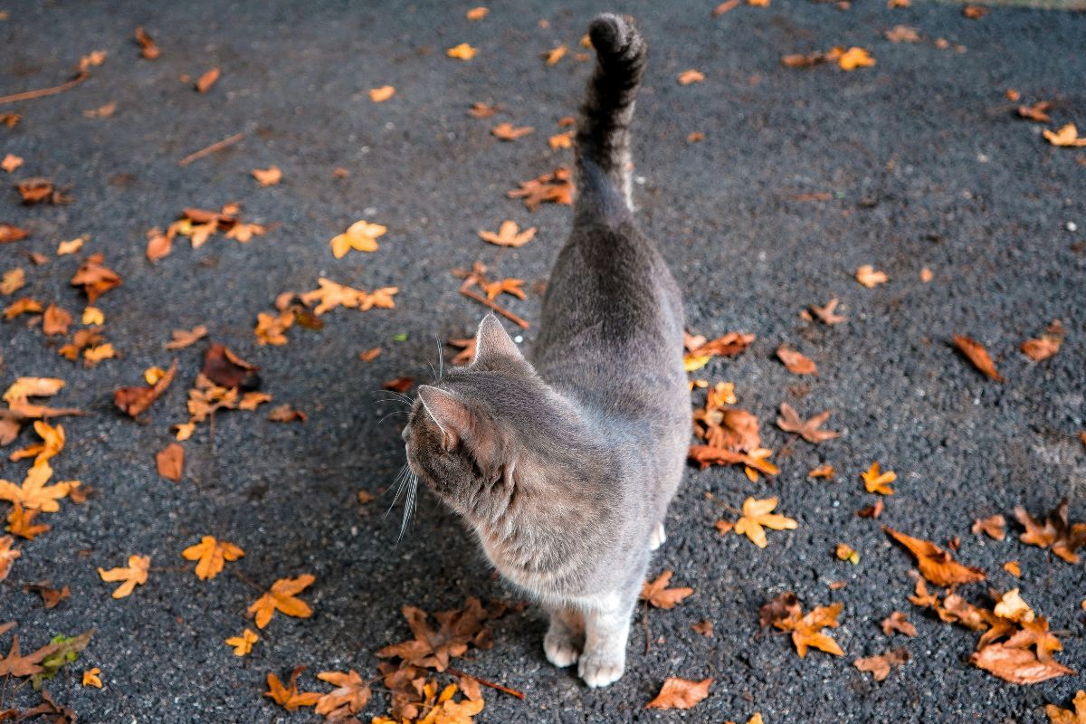 chat qui remue la queue