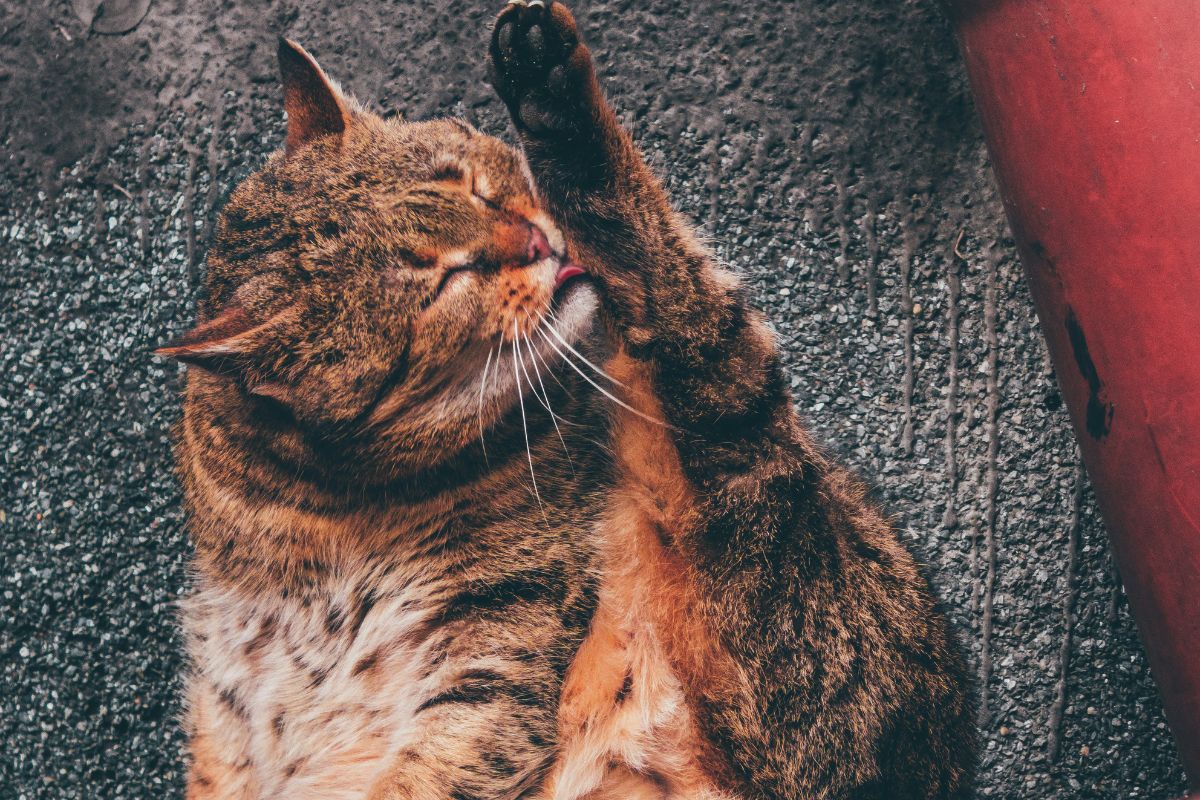 chat qui se gratte et se lèche tout le temps