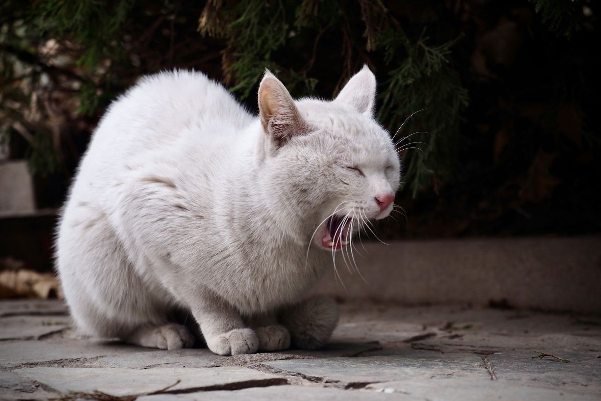 chat vomit liquide transparent