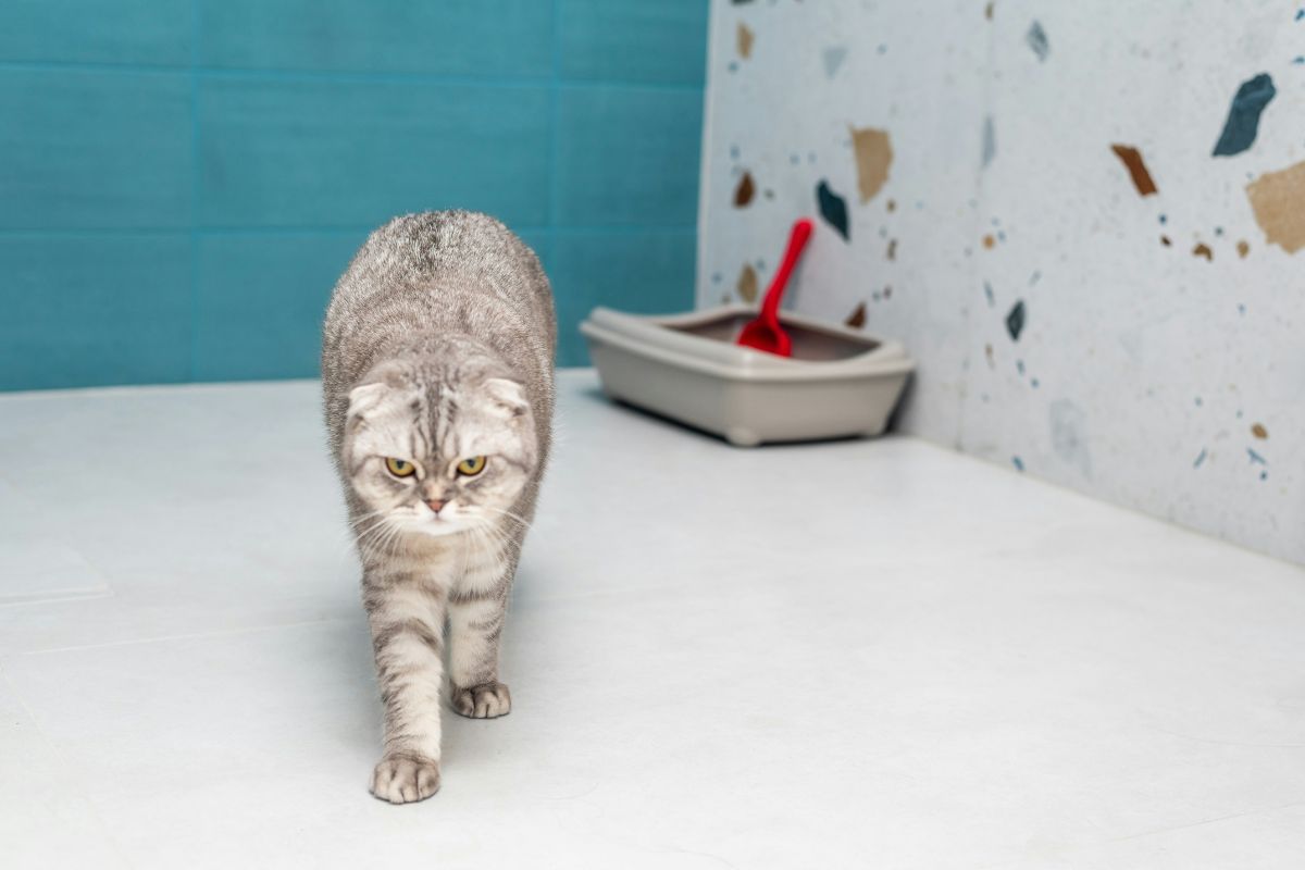 quoi donner à un chat en diarrhée