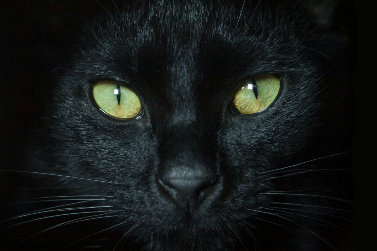 troisième paupière chat