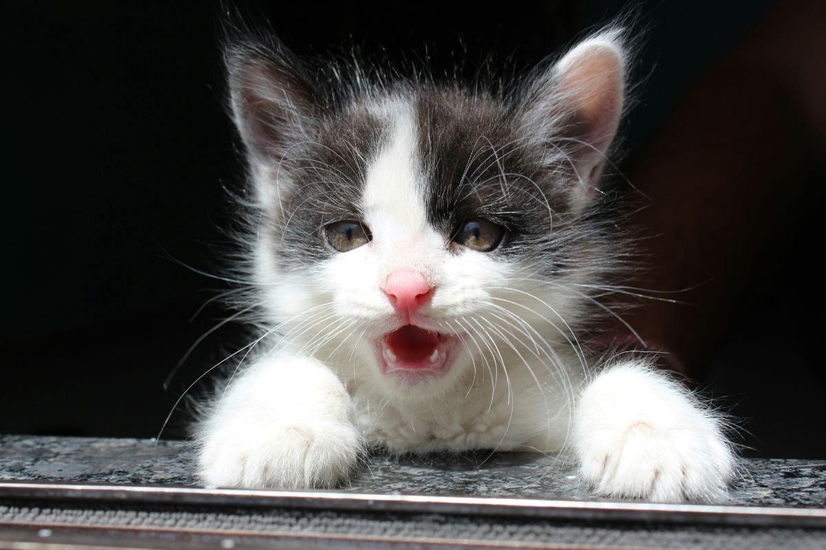 chaton qui crache
