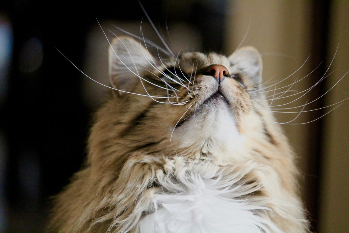 mon chat éternue mais son nez ne coule pas