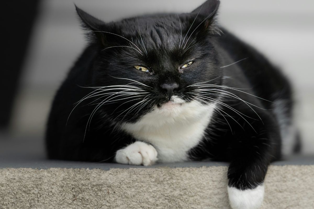 comment faire maigrir un chat