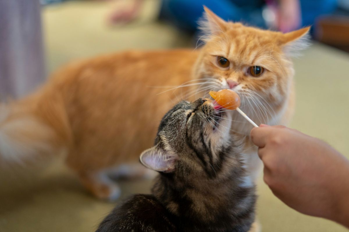 10 aliments toxiques pour les chats
