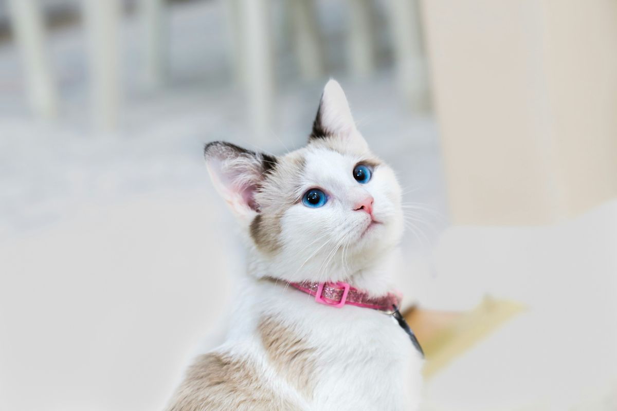 première chaleur chat femelle
