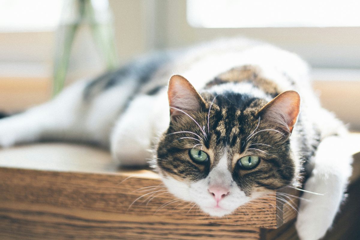 espérance de vie chat stérilisé