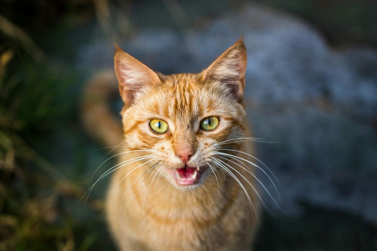 morsure de chat