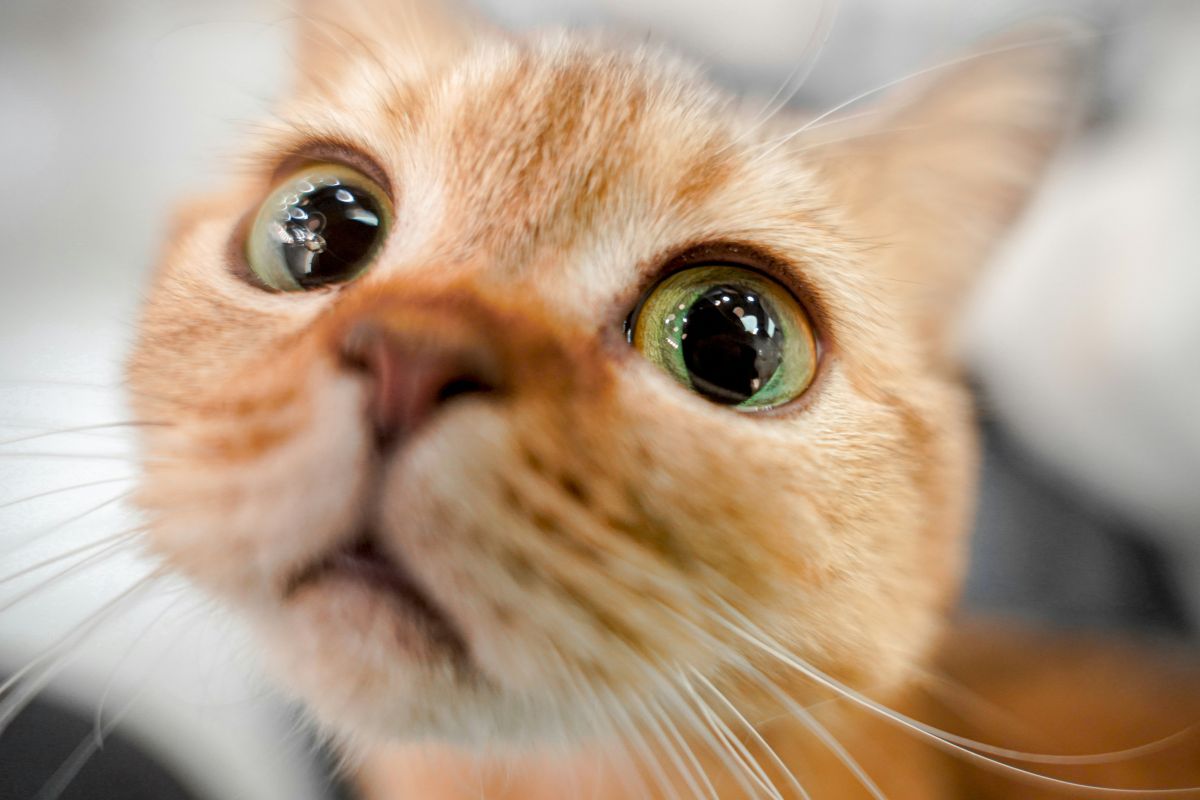 comment voit un chat