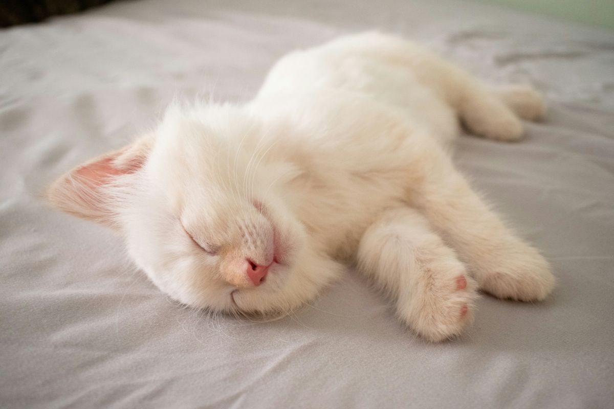 sommeil du chaton