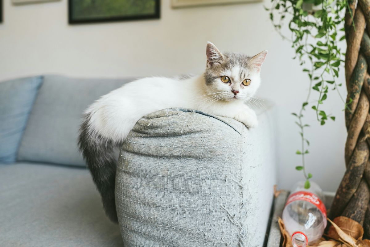 petite race de chat